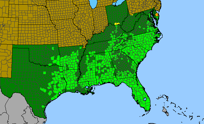The range of Pityopsis graminifolia